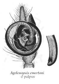 Illustration of A. emertoni male palpus