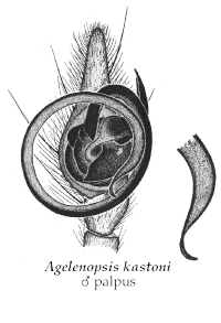 Illustration of A. kastoni male palpus