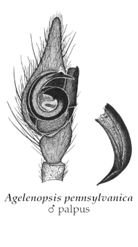 Illustration of A. pennsylvanica male palpus