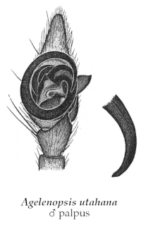 Illustration of A. utahana male palpus