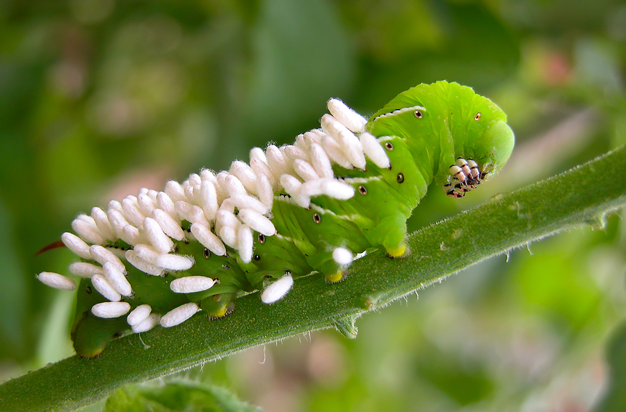Tomato Hornworm With Wasp Eggs Stock Photo Image | My XXX Hot Girl